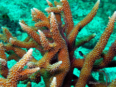 Acropora robusta