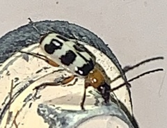 Paranapiacaba tricincta