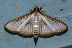 Cydalima pfeifferae
