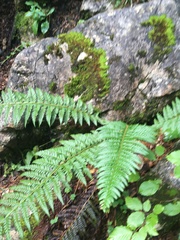 Polystichum aculeatum
