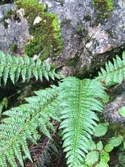 Polystichum aculeatum
