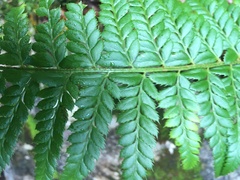 Polystichum aculeatum