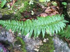 Polystichum aculeatum