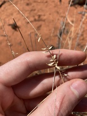 Eragrostis eriopoda