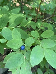 Vaccinium ovalifolium
