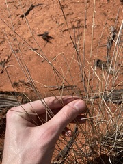 Eragrostis eriopoda