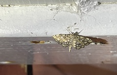 Lygropia rivulalis