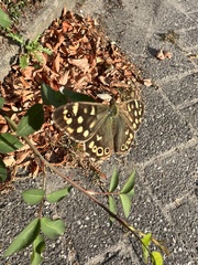 Pararge aegeria