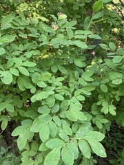 Vaccinium ovalifolium