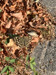 Pararge aegeria
