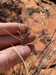 Eragrostis eriopoda