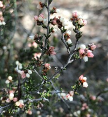 Cryptandra tomentosa