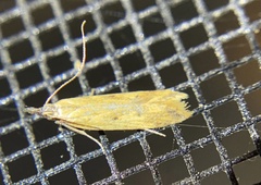 Tachystola hemisema