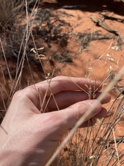 Eragrostis eriopoda