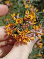 Pultenaea retusa