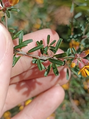 Pultenaea retusa