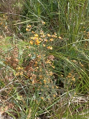 Pultenaea retusa