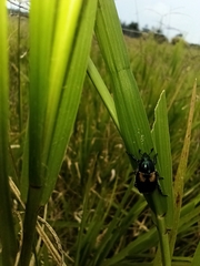 Callirhinus metallescens