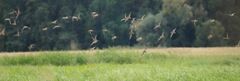Gallinago gallinago