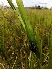 Callirhinus metallescens