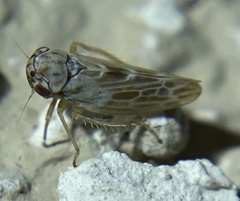 Agalliina