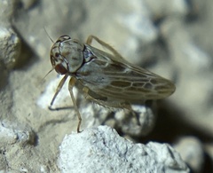 Agalliina