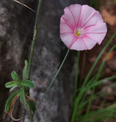 Convolvulus