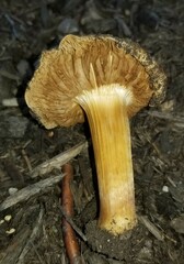 Inocybe