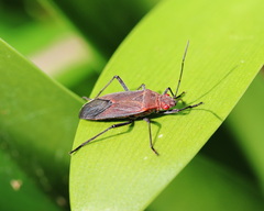 Leptocoris tagalicus