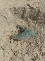Physalia physalis