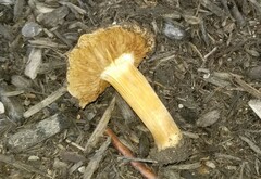 Inocybe