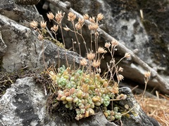 Sedum dasyphyllum
