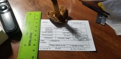 Inocybe