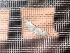 Eupithecia absinthiata