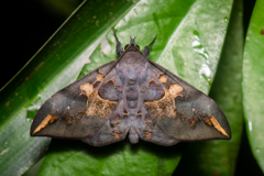 Ischyja ferrifracta