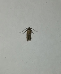 Blastobasidae