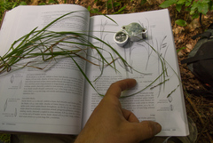 Carex debilis rudgei