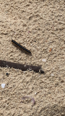 Asiomorpha coarctata