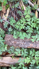 Oxalis latifolia
