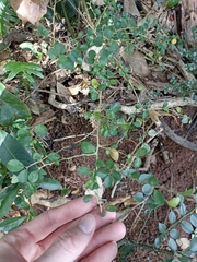 Maclura cochinchinensis