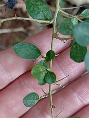 Maclura cochinchinensis