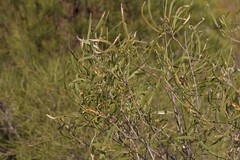Hakea pycnoneura