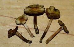 Pseudosperma squamatum