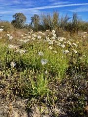 Brachyscome paludicola