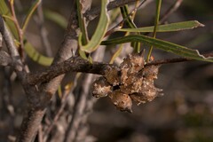 Hakea pycnoneura