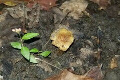 Pseudosperma squamatum