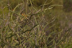 Hakea pycnoneura