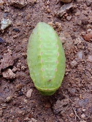 Apoda limacodes