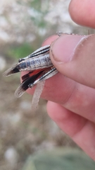 Oedipoda germanica