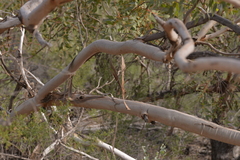 Eucalyptus eudesmioides